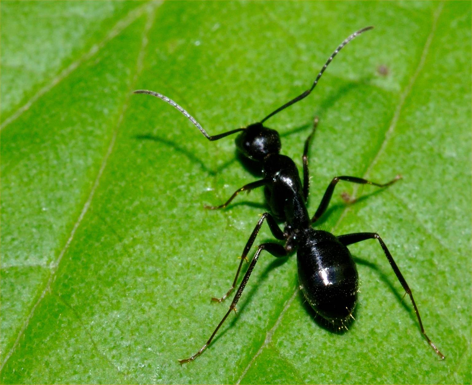 Formica cfr gagates, Camponotus aethiops e C. marginatus